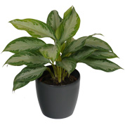 Aglaonema Silver Bay + Cachep Antracite